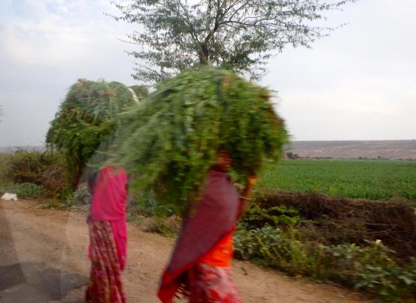 Des femmes ramènent leur récolte au village