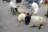 Des moutons à Bundi
