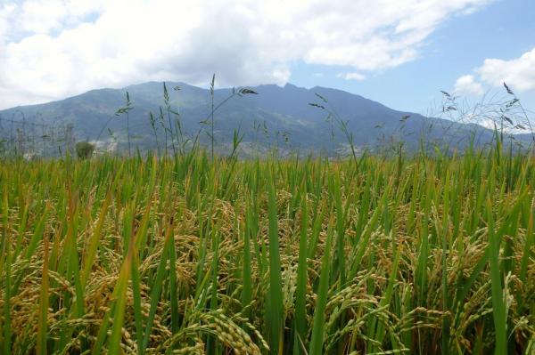 Une rizière dans le centre du Vietnam
