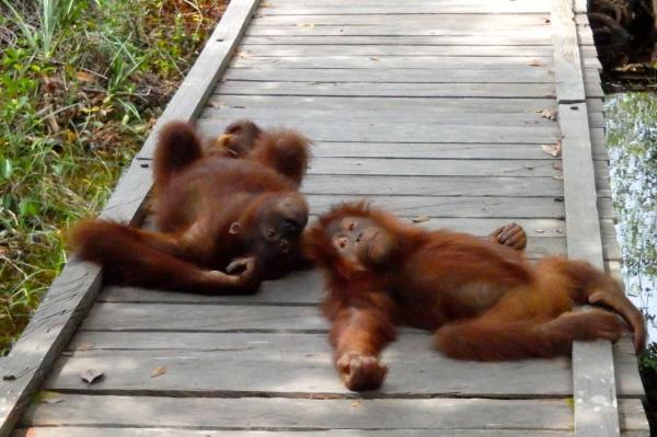 petit flirt entre Orang-Outans 
