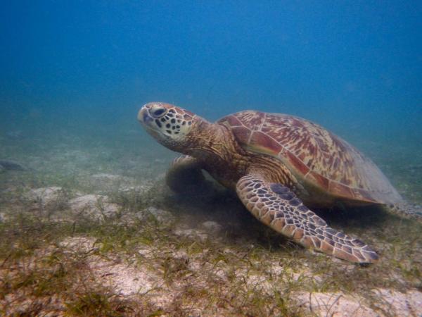 Une tortue à 5m de la plage de North Pandan Island