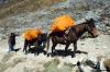 Mules et chevaux en train de franchir le col à 4700m