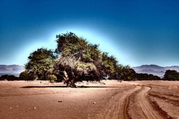Le désert et son arbre!
