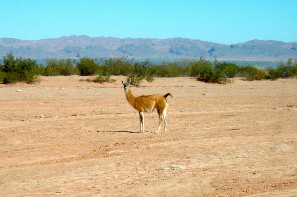 Un guanaco du désert!